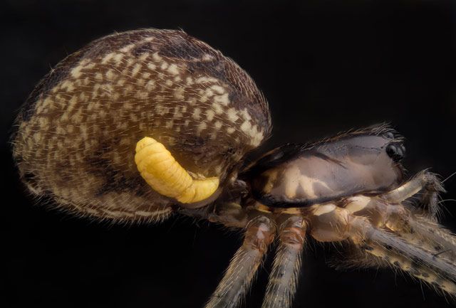 Pityohyphantes phrygianus (Паук шелкопряд) с паразитическими личинками осы на брюшке (5x)