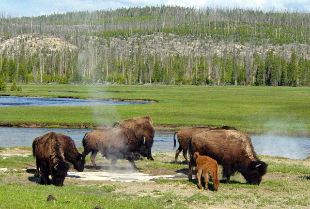 Bison_near_a_hot_spring_in_Yellowstone_1