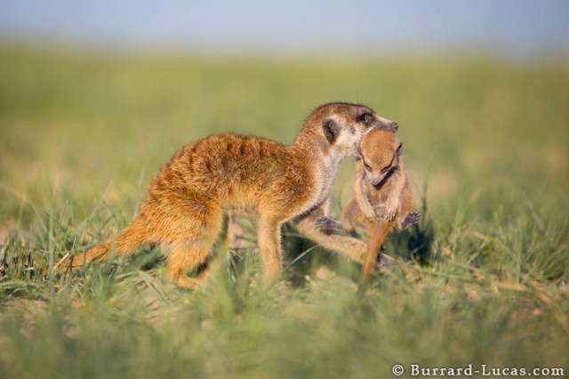 baby-meerkat-being-carried1_1