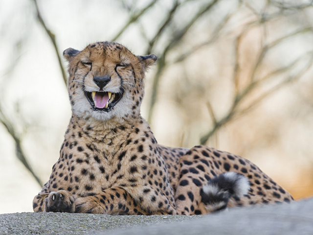 laughing cheetah