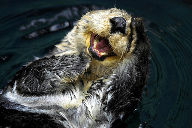 laughing otter