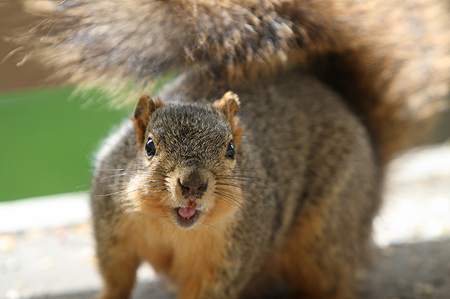 laughing squirrel