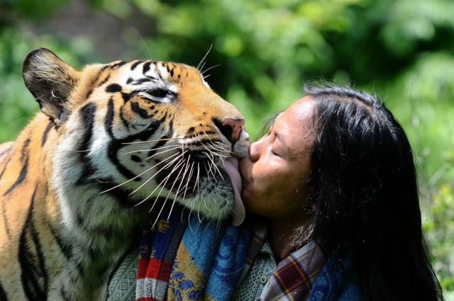 Indonesian Man Best Friends With 28 Stone Bengal Tiger