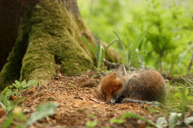 amazing-fox-photos-11_1