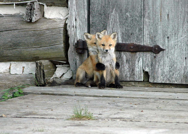 amazing-fox-photos-17_1