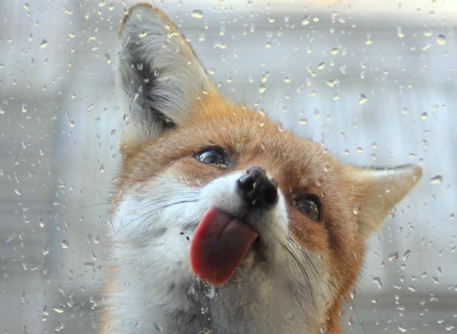amazing-fox-photos-18_1