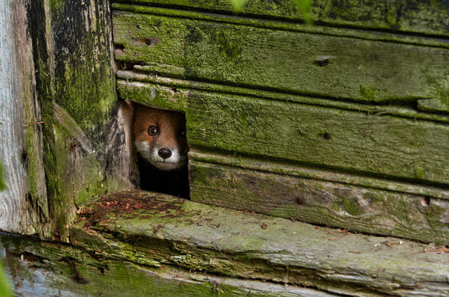 amazing-fox-photos-19_1