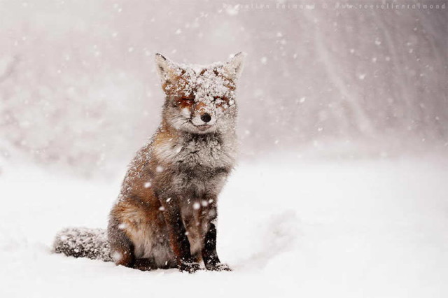 amazing-fox-photos-1_1