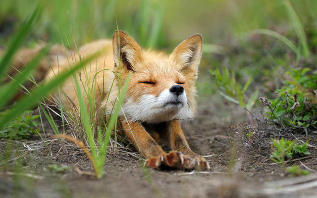 amazing-fox-photos-3_1