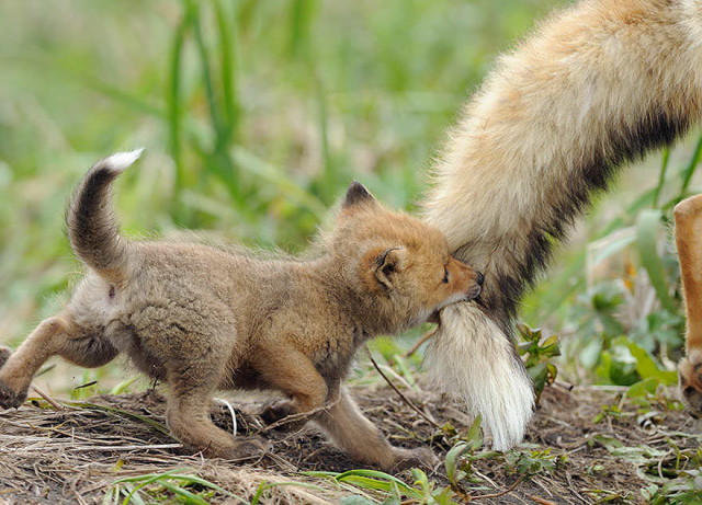 amazing-fox-photos-6_1