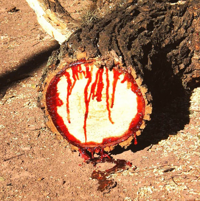 bloodwood-tree-4[12]