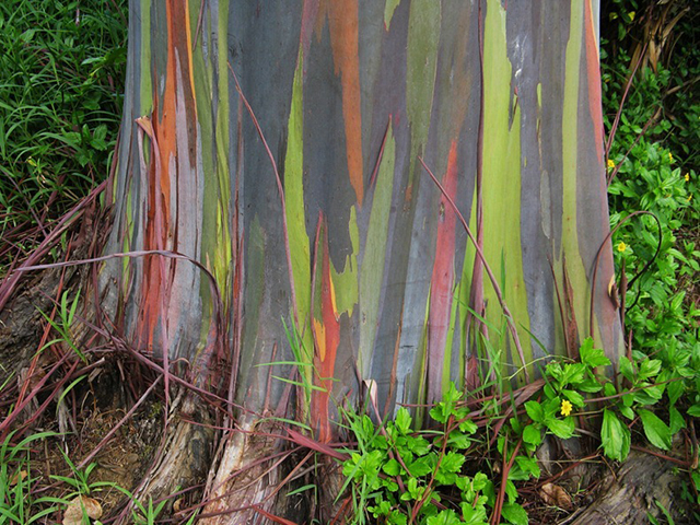 rainbow-eucalyptus-4[2]