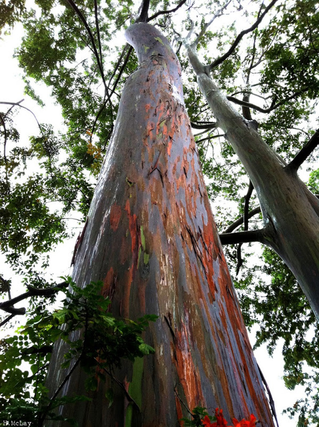rainbow-eucalyptus-7[3]