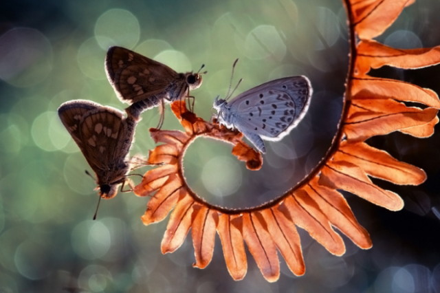 1398624627_butterflyandthematingbutterflies_1