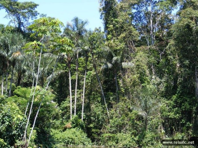 Amazon-forest-00016