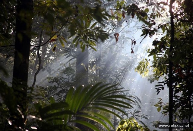 Amazon-forest-00036