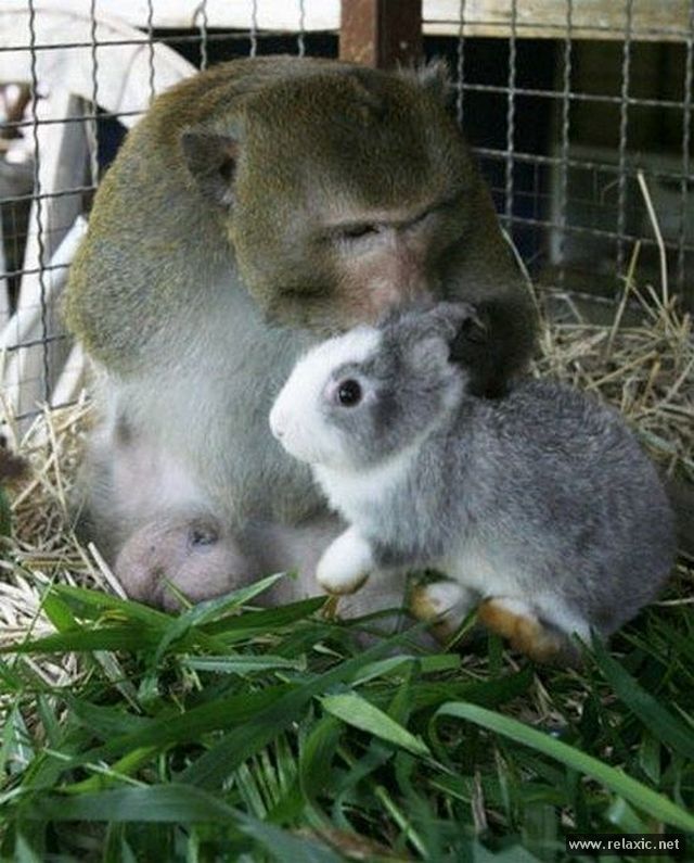 BoonLua, a long-tailed macaque, lives with Toby, a rabbit, in Ayutthaya province