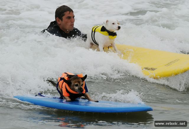 surf-dogs_001