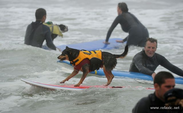 surf-dogs_003