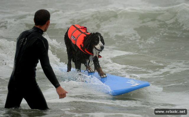 surf-dogs_004