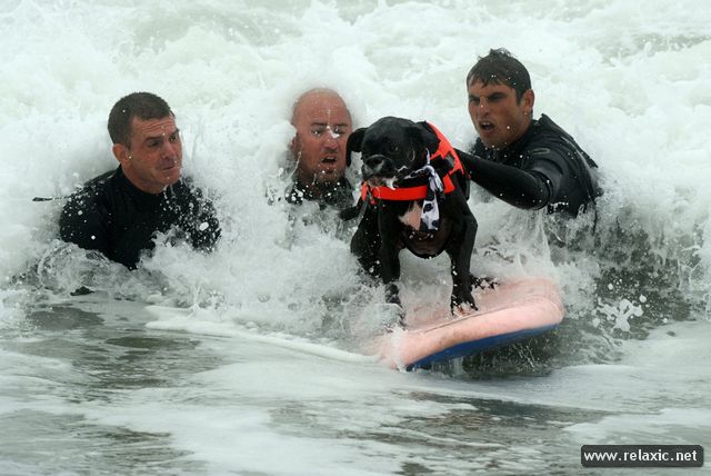 surf-dogs_006