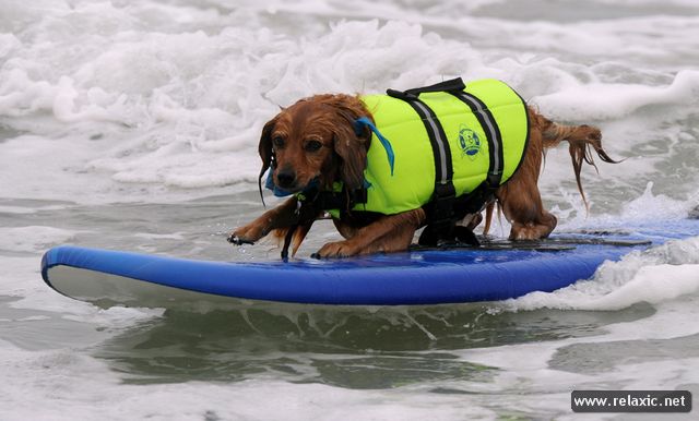 surf-dogs_007