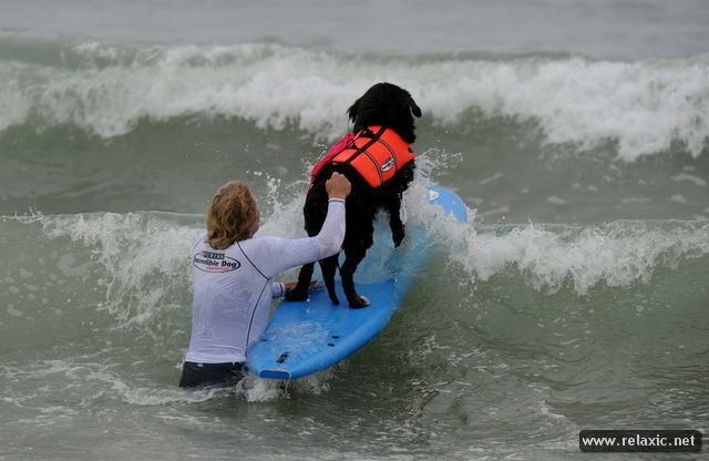 surf-dogs_009