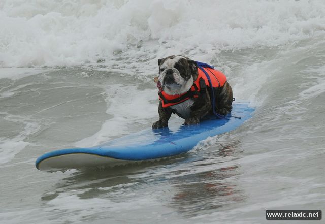 surf-dogs_011