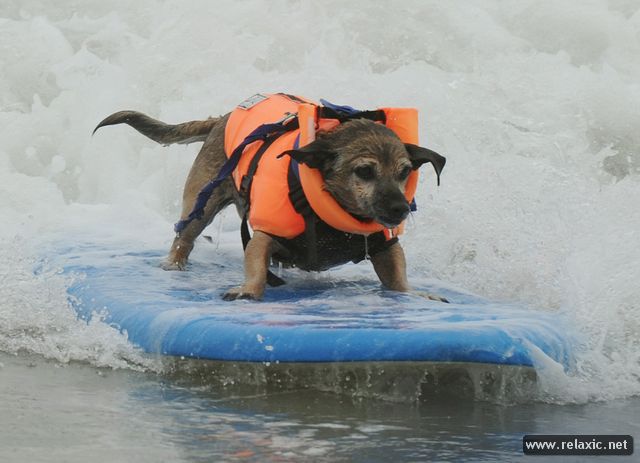 surf-dogs_012