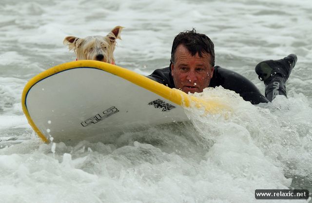 surf-dogs_013