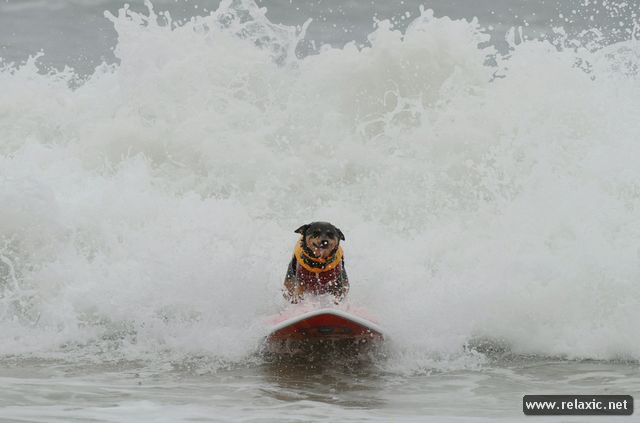 surf-dogs_014