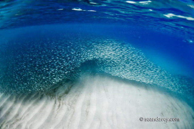 under water view of huge school of fish forming a wave at Waimea Bay, on the north shore of Oahu, Hawaii