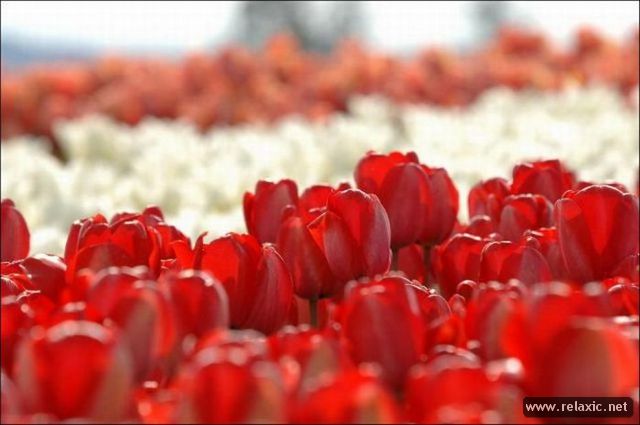Tulips_012