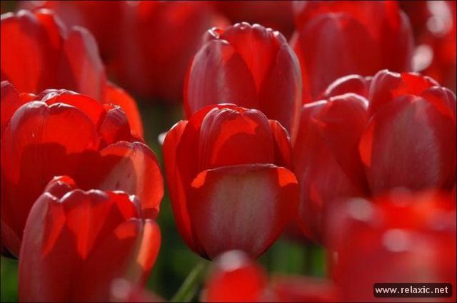 Tulips_020