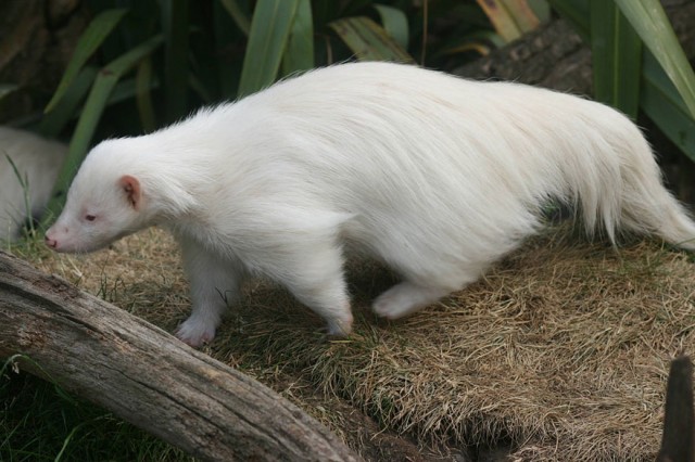 albino-animals-16-640x426