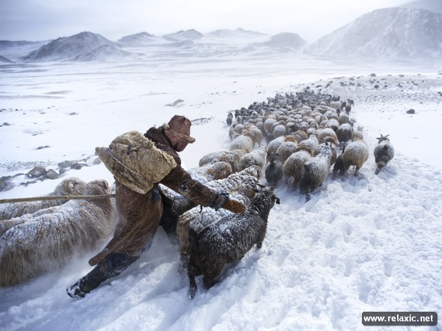 Herding in the Altai