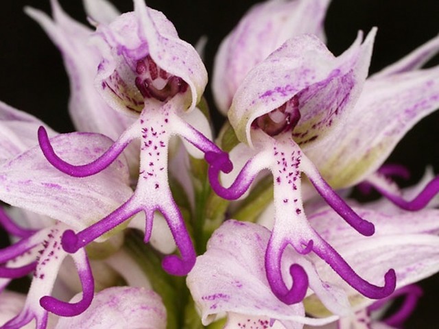 10122960-R3L8T8D-650-Naked-Man-Orchid-Orchis-Italica_1