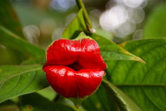 10123610-R3L8T8D-650-leaves-lips-nature-plants-red-flowers-2941420-1600x1071_1
