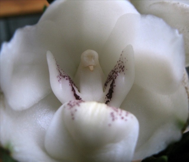 10129560-R3L8T8D-650-Dove-Orchid-Or-Holy-Ghost-Orchid-Peristeria-Elata_1