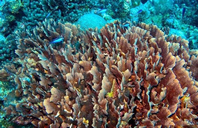 Belize-coral-reef-Atlantic-ocean_1