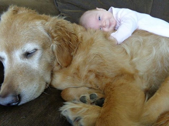 7171910-R3L8T8D-650-cute-big-dogs-and-babies-6_1