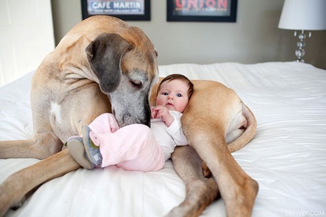 7172160-R3L8T8D-650-cute-big-dogs-and-babies-31_1