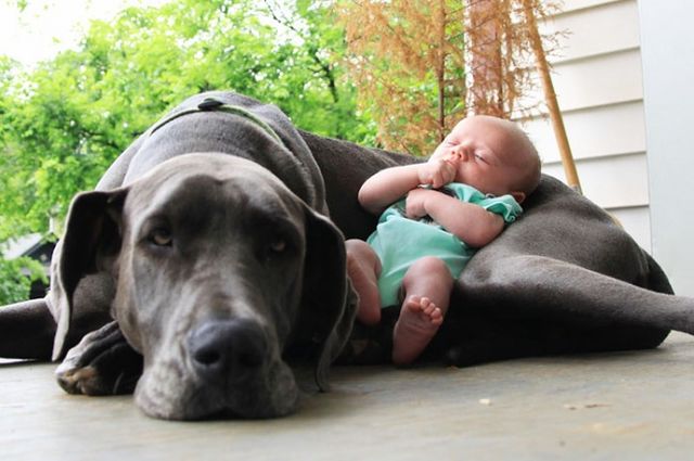 7172310-R3L8T8D-650-cute-big-dogs-and-babies-12_1