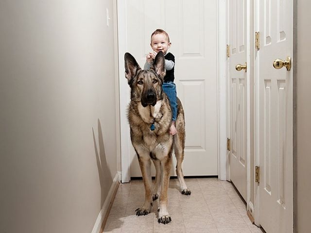 7172360-R3L8T8D-650-cute-big-dogs-and-babies-14_1