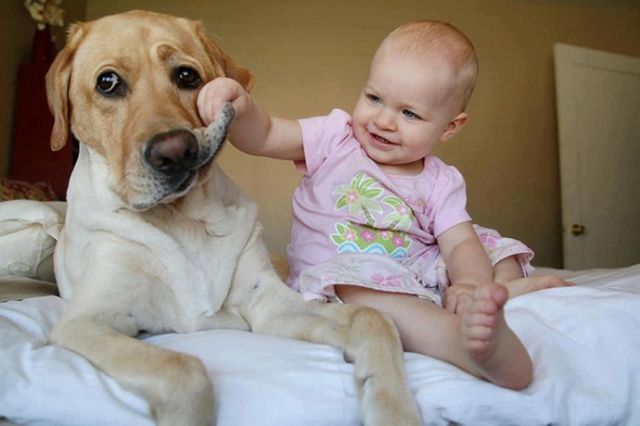 7172460-R3L8T8D-650-cute-big-dogs-and-babies-32_1