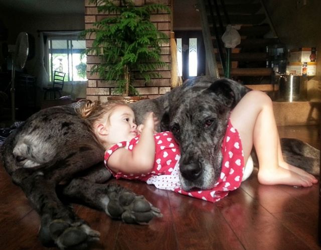 7172510-R3L8T8D-650-cute-big-dogs-and-babies-5_1