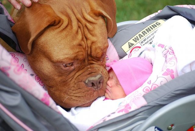 7172560-R3L8T8D-650-cute-big-dogs-and-babies-15_1