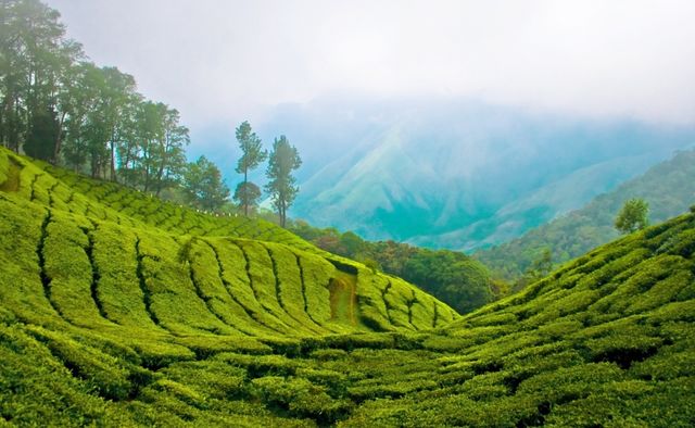 9761860-R3L8T8D-1000-Tea-plantation-in-India_1