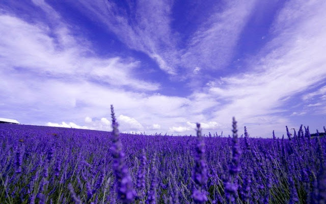 Lavender-fields4_001