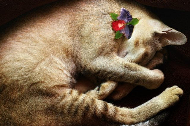 Cats_Sniffing_Flowers_12